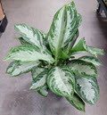 8" Aglaonema Silver Bay  